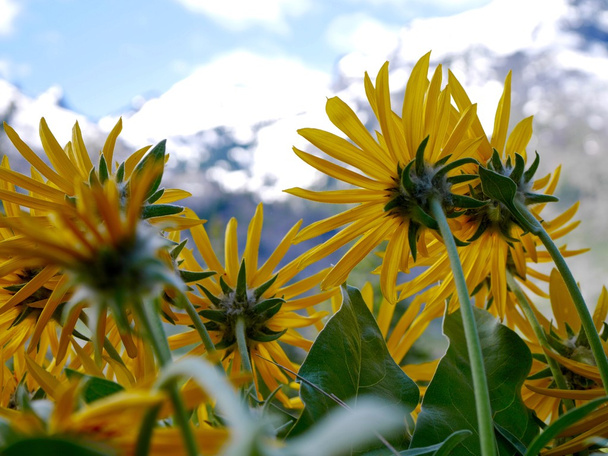 Yellow arnica flowers.  - Photo, Image