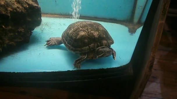 χελώνα στο ενυδρείο - Πλάνα, βίντεο