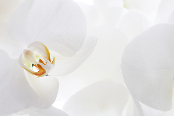 Close up on white orchid - Fotó, kép