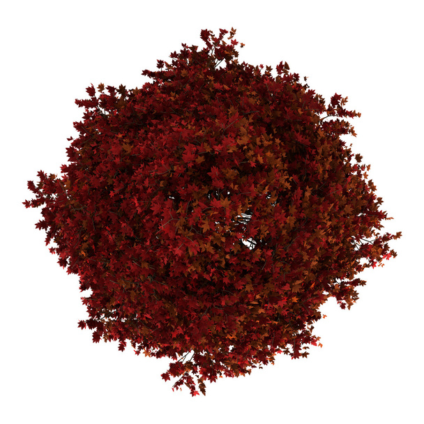 Top näkymä punainen amerikkalainen makeispuu eristetty valkoisella pohjalla
 - Valokuva, kuva