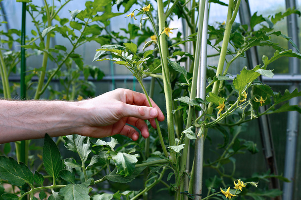 De kant schiet op de tomatenplanten - Foto, afbeelding