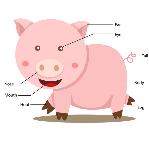 Illustrator von Schweinekörperteil - Vektor, Bild