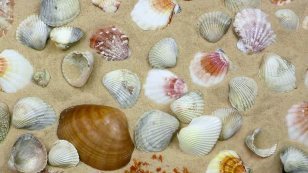 Seashells em detalhe de areia
 - Filmagem, Vídeo