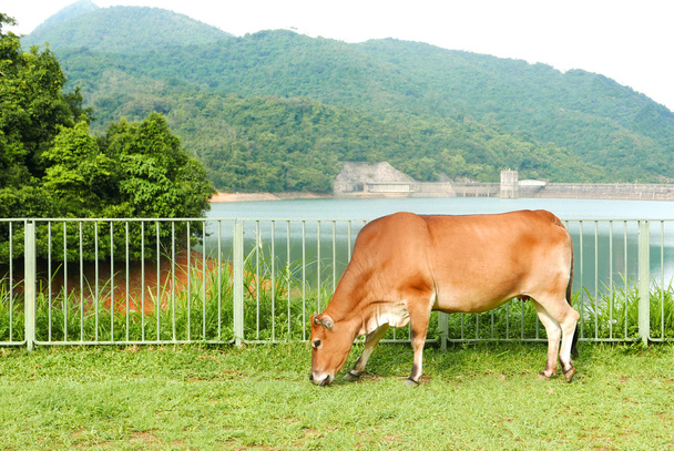 Hnědá kráva jíst zelené trávy blízko přehrady - Fotografie, Obrázek