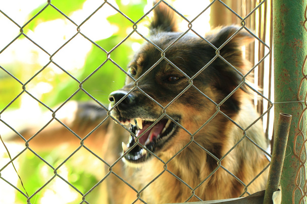 cane nella gabbia  - Foto, immagini