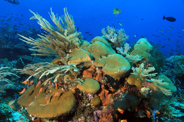 Récif corallien de Komodo
 - Photo, image