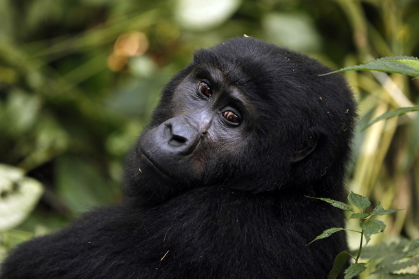 horská gorila portrét - Fotografie, Obrázek