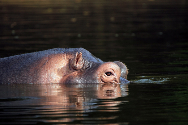 Hipopotam Przeglądnięcie do góry od wody - Zdjęcie, obraz