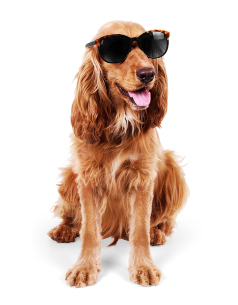 beautiful cocker spaniel in sunglasses siting isolated on white  - Photo, Image