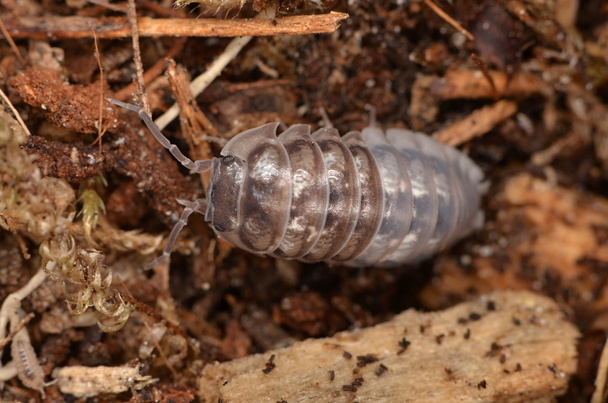Tespih böceği Armadillidium nasatum - Fotoğraf, Görsel
