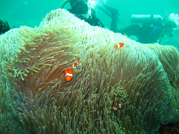Anemone sea with claun fish - Photo, Image