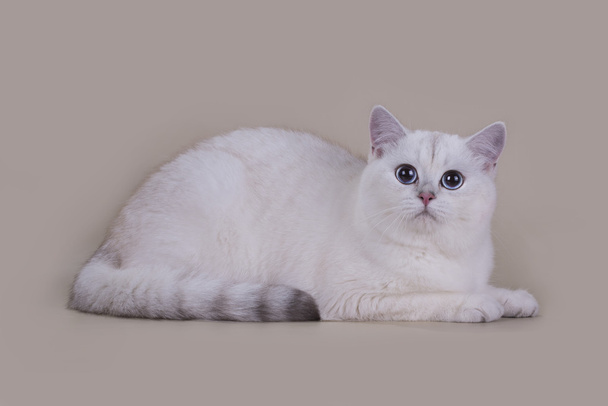 Kot brytyjski srebrny cieniowany na jasnym tle na białym tle - Zdjęcie, obraz