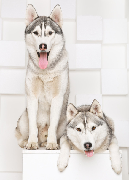 Dos lindos Huskies
 - Foto, imagen