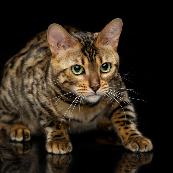 美しいベンガル猫 - 写真・画像
