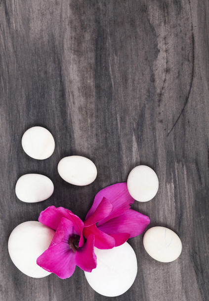 Kylpylä asetelma vaaleanpunaisia kukkia ja valkoinen zen kivi
 - Valokuva, kuva