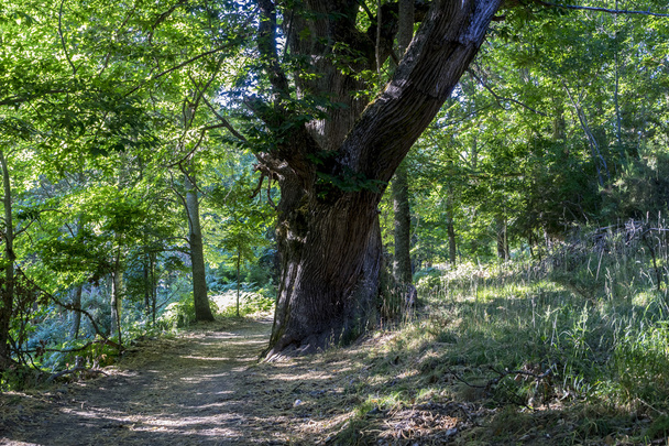 old  chestnut forest - Foto, Bild