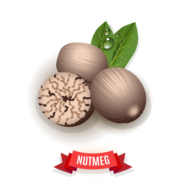 Nutmeg Spice Vector
 - Вектор,изображение