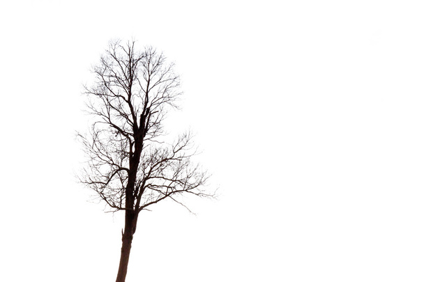 Rami di albero morto
 - Foto, immagini