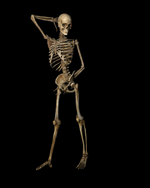 παρουσιάζουν τα οστά του σκελετού - Φωτογραφία, εικόνα