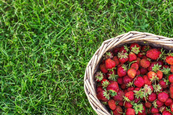 large basket harvest a strawberry on a background of green lawn - Foto, Imagen
