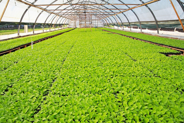 Greenhouse with chinese cabbage - Photo, Image