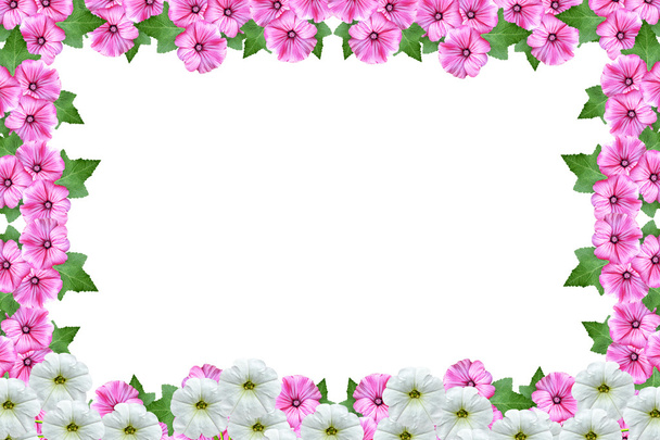 lavatera  isolated on white background. bright flower - Foto, Bild