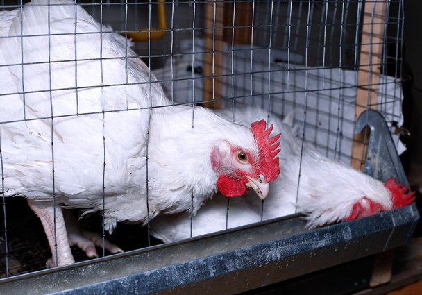 Poulets à griller mangeant des aliments combinés dans la cage
 - Photo, image