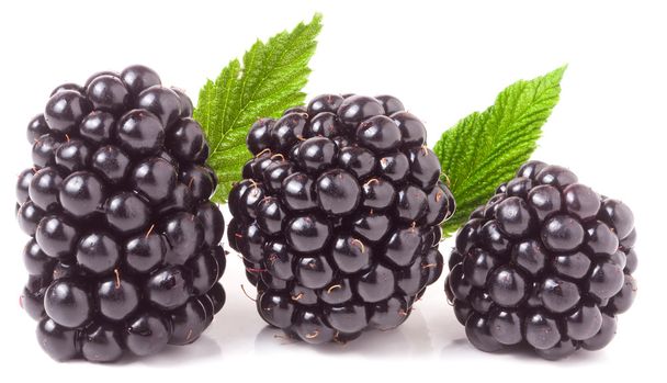 trzy blackberry z liść na białym tle na białe tło zbliżenie - Zdjęcie, obraz