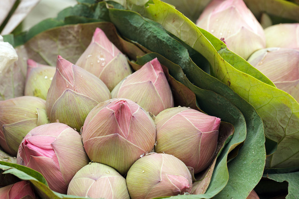 Bouquet de bourgeons de lotus
 - Photo, image