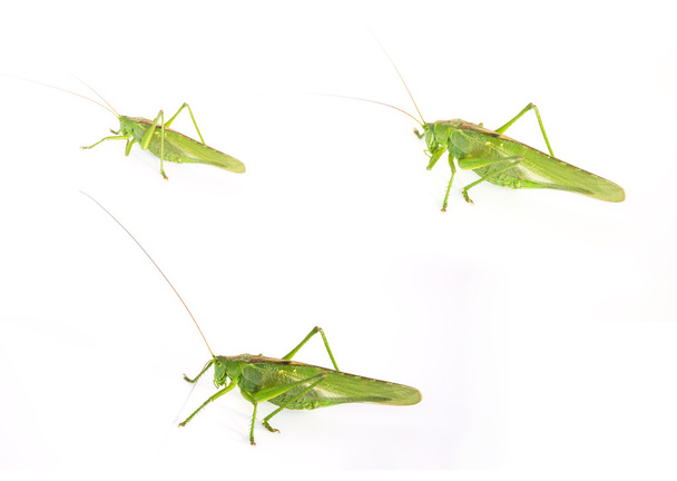 Σετ από τρεις φωτογραφίες του μια μεγάλη πράσινη ακρίδα σε έναs άσπρο πλάτη - Φωτογραφία, εικόνα