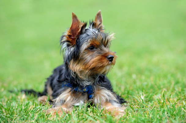 Йоркширський тер'єр собака
 - Фото, зображення
