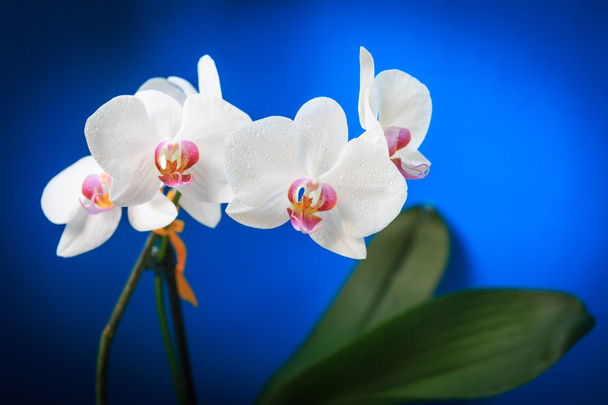 bei fiori di orchidea
 - Foto, immagini