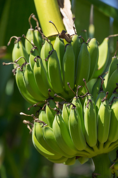 Organic banana bunch on a tree - Foto, afbeelding