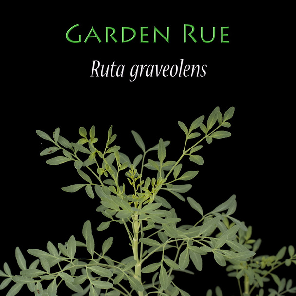 Ruta graveolens-néven a kert Rue - Fotó, kép