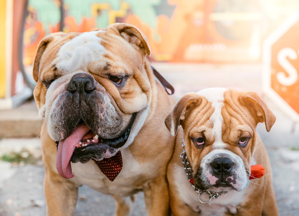 Portrait of big and small english bulldogs - Foto, afbeelding