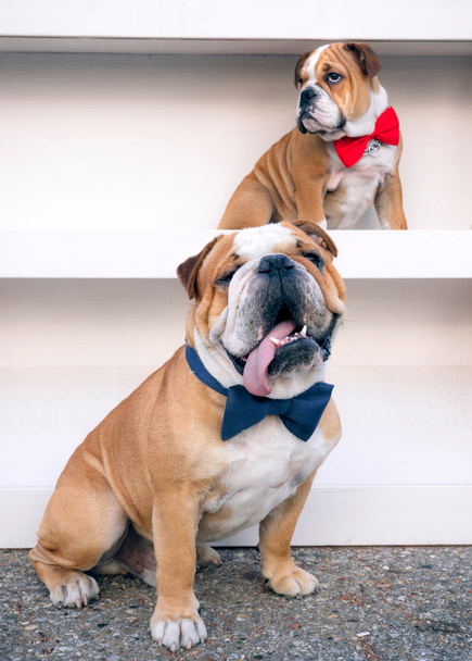 Portrait of big and small english bulldogs - Foto, afbeelding