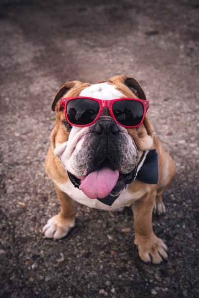 Adult English bulldog - Valokuva, kuva