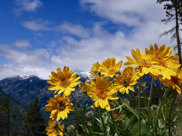 Arnica flowers, blue sky and mountains. - Photo, Image