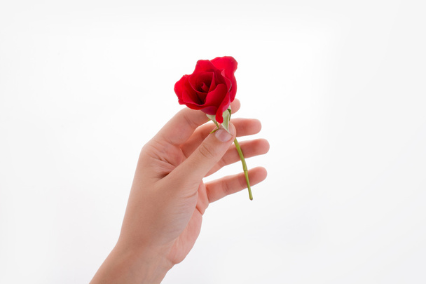 Hand holding a rose - Photo, image
