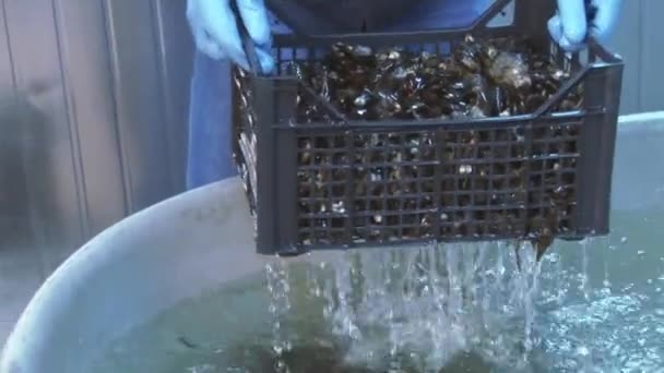 Man in handschoenen opgemaakt mosselen in plastic doos uit enorme bad met schoon water. Leg in bak - Video