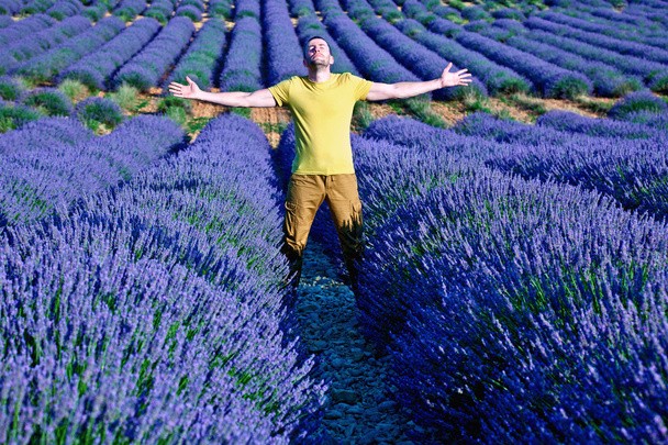 Lavender fields - Photo, Image