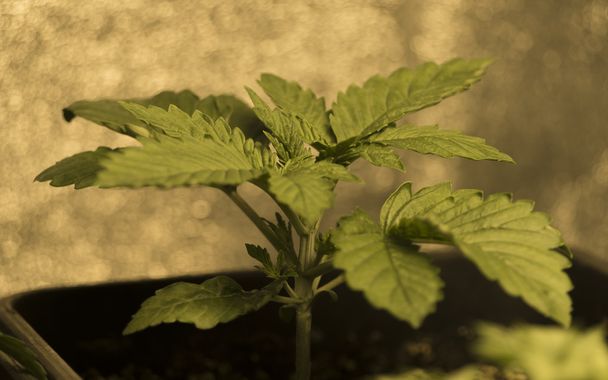Plant of young marijuana flower - Φωτογραφία, εικόνα