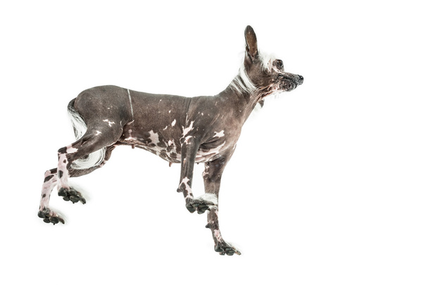 Chinesischer Haubenhund im Studio - Foto, Bild