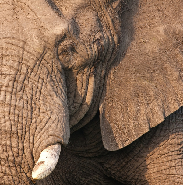 Elephant bull's head - Foto, Imagem