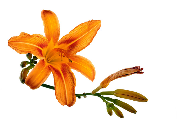 Lirio naranja
 - Foto, imagen