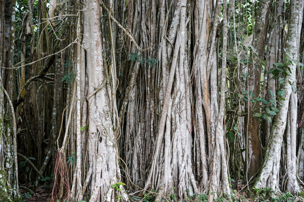 Banyan árvore crescendo em Cuba
 - Foto, Imagem