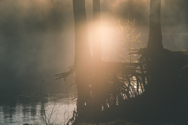 hermoso río brumoso en el bosque - efecto de película vintage
 - Foto, Imagen