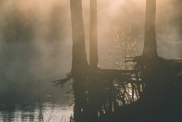 beautiful foggy river in forest - vintage film effect - Photo, Image