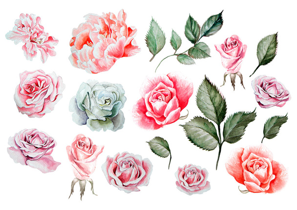 Акварель с различными розами
. - Фото, изображение