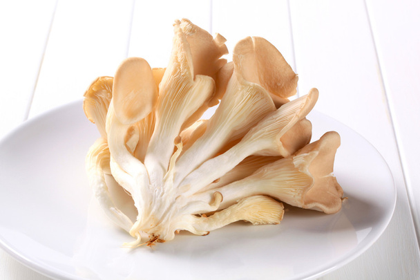 cogumelos de ostra frescos
 - Foto, Imagem